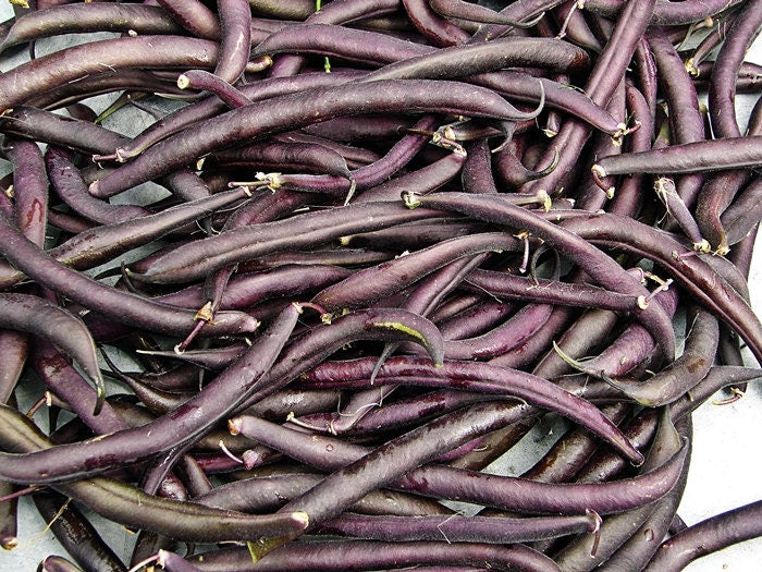 Royal Burgundy, Bush Beans - BoxGardenSeedsLLC - Beans / Dry Beans - Seeds - USA Seller, Thank you for shopping here today, Naturally Grown GMO Free Seeds, Heirloom Open Pollinated Seeds, Fresh Top Quality Premium Seeds