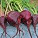 Lutz Long Season, Beets, - BoxGardenSeedsLLC -Abundant Stock SALE - Seeds