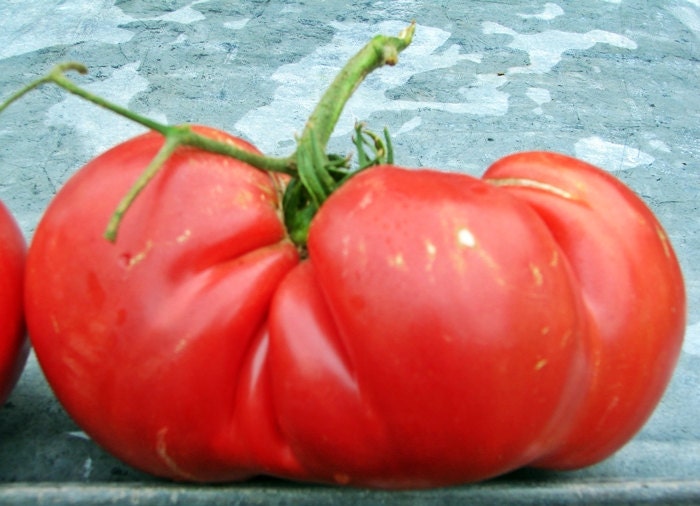 Brutse Zac, Tomato - BoxGardenSeedsLLC -Tomatoes,Tomatillos - Seeds