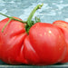 Brutse Zac, Tomato - BoxGardenSeedsLLC -Tomatoes,Tomatillos - Seeds