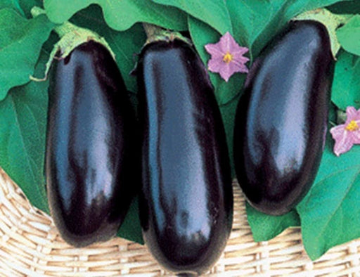 - BoxGardenSeedsLLC - Black Beauty, Eggplant, - Peppers,Eggplants - Seeds
