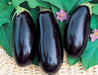 Black Beauty, Eggplant, -- BoxGardenSeedsLLC -Peppers,Eggplants - Seeds