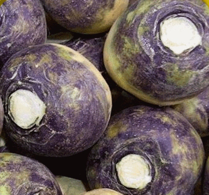 American Purple Top, Rutabaga, -- BoxGardenSeedsLLC -Beets,Turnips,Parsnips - Seeds