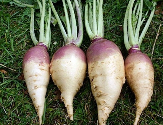 American Purple Top, Rutabaga, -- BoxGardenSeedsLLC -Beet,Turnips,Parsnips - Seeds