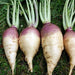 Laurentain, Rutabaga, - BoxGardenSeedsLLC -Beet,Turnips,Parsnips - Seeds