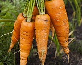 - BoxGardenSeedsLLC - Danvers 126, Carrot, - Carrots - Seeds