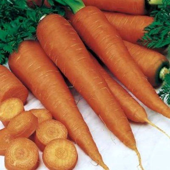 Danvers 126, Carrot, -- BoxGardenSeedsLLC -Carrots - Seeds