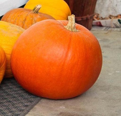 Big Max, Pumpkin, -- BoxGardenSeedsLLC -Squash,Pumpkins - Seeds