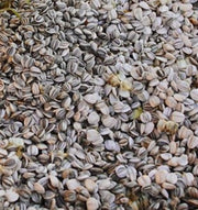 Mammoth Grey Stripe, Sunflower - BoxGardenSeedsLLC - Culinary/Medicinal Herbs - Seeds - USA Seller, Thank you for shopping here today, Naturally Grown GMO Free Seeds, Heirloom Open Pollinated Seeds, Fresh Top Quality Premium Seeds