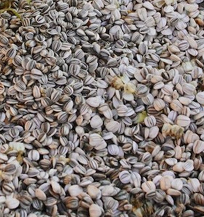 Mammoth Grey Stripe, Sunflower - BoxGardenSeedsLLC - Culinary/Medicinal Herbs - Seeds - USA Seller, Thank you for shopping here today, Naturally Grown GMO Free Seeds, Heirloom Open Pollinated Seeds, Fresh Top Quality Premium Seeds