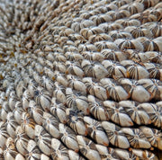 Mammoth Grey Stripe, Sunflower - BoxGardenSeedsLLC - Culinary/Medicinal Herbs - Seeds - USA Seller, Thank you for shopping here today, Naturally Grown GMO Free Seeds, Heirloom Open Pollinated Seeds, Fresh Top Quality Premium Seeds