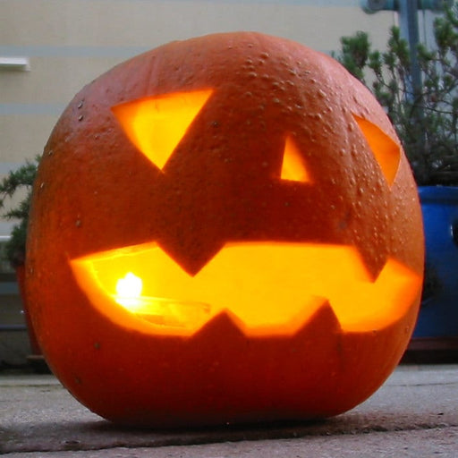 Jack O Lantern, Pumpkin, -- BoxGardenSeedsLLC -Squash,Pumpkins - Seeds