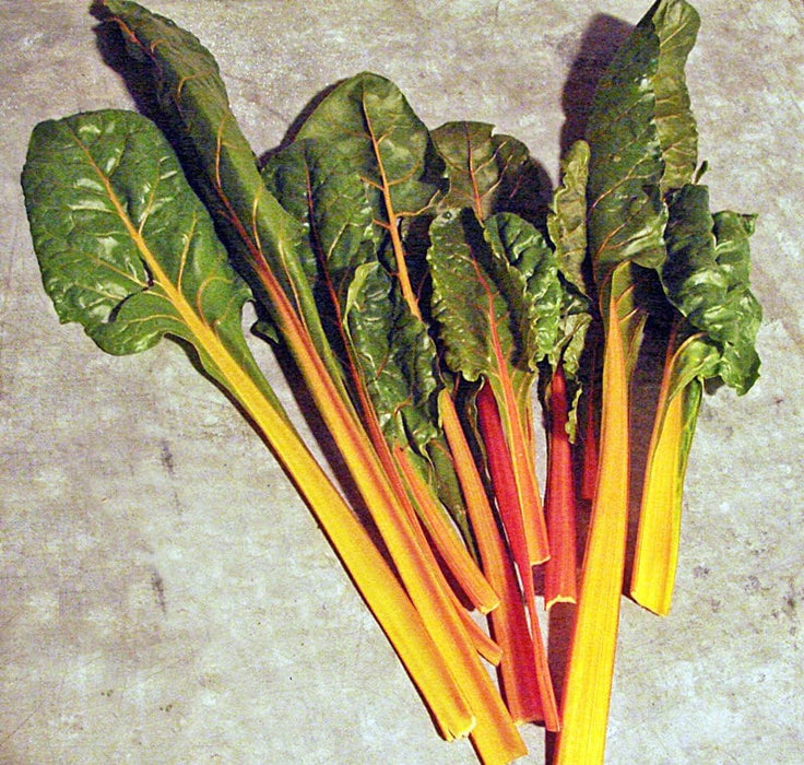 Fantasia Orange, Swiss Chard, -- BoxGardenSeedsLLC -Chard, Kohlrabi - Seeds