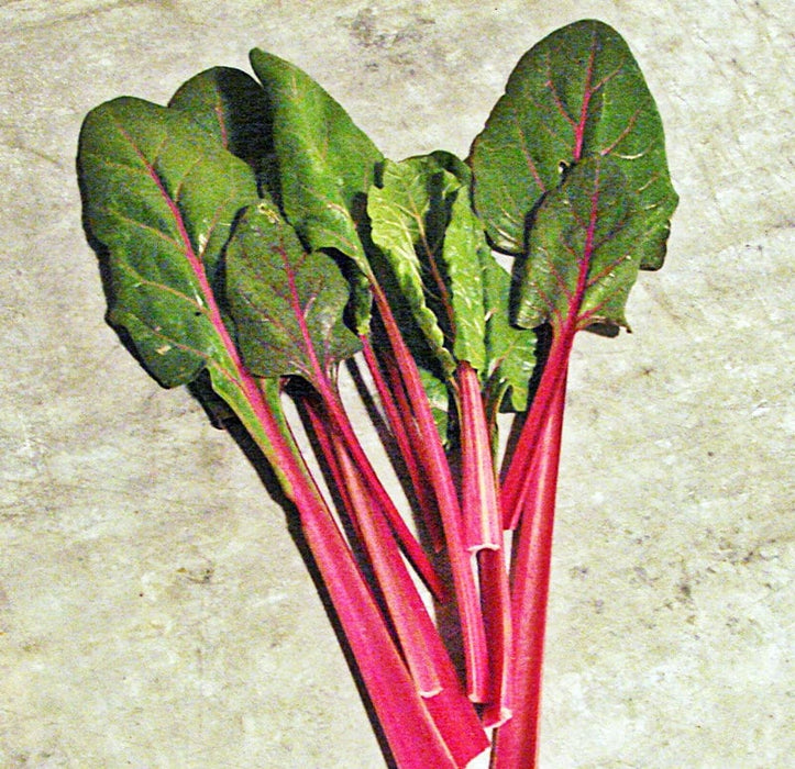 Rhubarb Swiss Chard -- BoxGardenSeedsLLC -Chard, Kohlrabi - Seeds