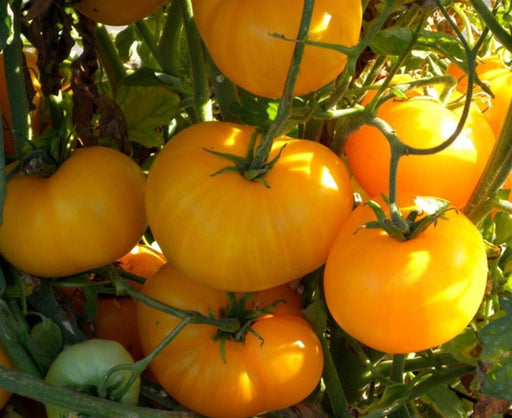 - BoxGardenSeedsLLC - Azoychka, Tomato, - Tomatoes,Tomatillos - Seeds