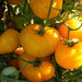 Azoychka, Tomato, - BoxGardenSeedsLLC -Tomatoes,Tomatillos - Seeds