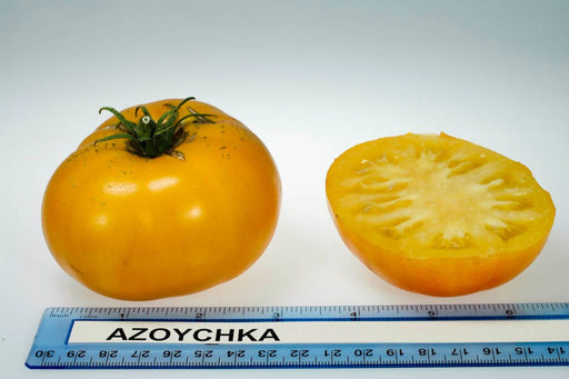 Azoychka, Tomato - BoxGardenSeedsLLC -Tomatoes,Tomatillos - Seeds