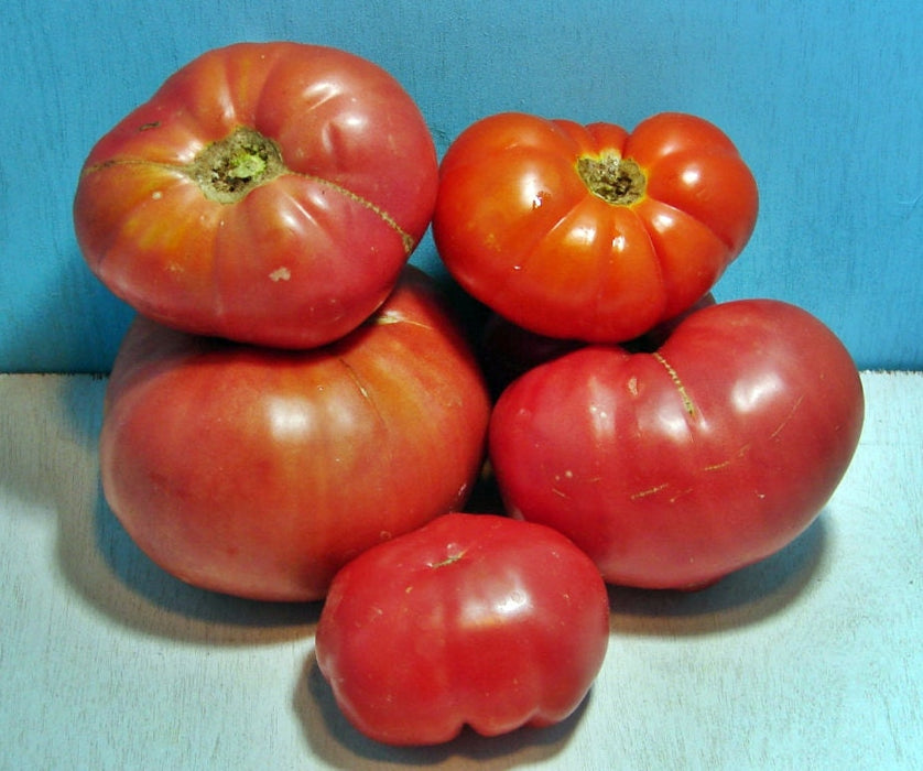 Brandywine Seed Kit, Tomato, - BoxGardenSeedsLLC -Tomatoes,Tomatillos - Seeds