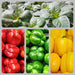 Three Color Bell Pepper Seed Kit, Sweet Pepper, -- BoxGardenSeedsLLC -Peppers,Eggplants - Seeds