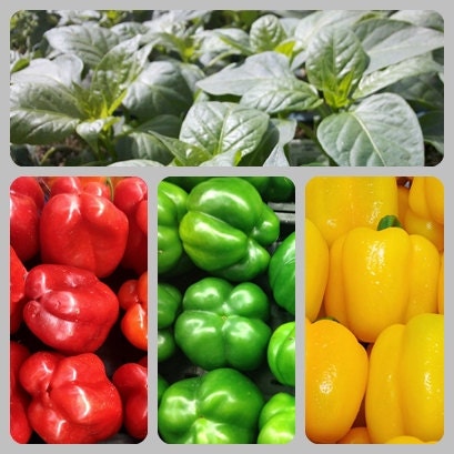 - BoxGardenSeedsLLC - Sweet Pepper Three Color Bell Pepper Seed Kit - - Seeds