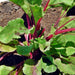 Green Top Bunching, Beets, - BoxGardenSeedsLLC -Beet,Turnips,Parsnips - Seeds