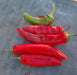 NuMex Joe E Parker, Hot Pepper, -- BoxGardenSeedsLLC -Peppers,Eggplants - Seeds