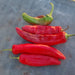 Anaheim, Hot Pepper, - BoxGardenSeedsLLC -Peppers,Eggplants - Seeds