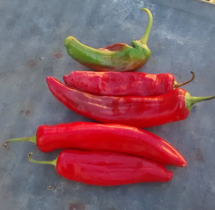 Anaheim Hot Pepper Seeds: Heirloom, Mildly Spicy, Non-GMO