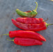 Anaheim, Hot Pepper, -- BoxGardenSeedsLLC -Peppers,Eggplants - Seeds