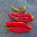 NuMex Joe E Parker, Hot Pepper, - BoxGardenSeedsLLC -Peppers,Eggplants - Seeds