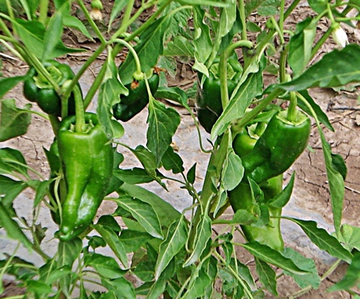 Ancho Grande, Hot Pepper, -- BoxGardenSeedsLLC -Peppers,Eggplants - Seeds