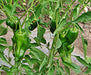 Ancho Grande, Hot Pepper, -- BoxGardenSeedsLLC -Peppers,Eggplants - Seeds