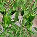 Ancho Grande, Hot Pepper, - BoxGardenSeedsLLC -Peppers,Eggplants - Seeds