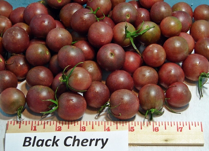 Black Cherry, Tomato, -- BoxGardenSeedsLLC -Tomatoes,Tomatillos - Seeds