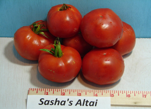 Copy Sasha's Altai Tomato 30+ Heirloom Seeds Open Pollinated Incredible earliness sweet and juicy Non-GMO - BoxGardenSeedsLLC -Tomatoes,Tomatillos - Seeds