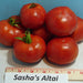 Copy Sasha's Altai Tomato 30+ Heirloom Seeds Open Pollinated Incredible earliness sweet and juicy Non-GMO - BoxGardenSeedsLLC -Tomatoes,Tomatillos - Seeds
