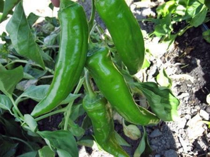 Anaheim Hot Pepper Seeds: Heirloom, Mildly Spicy, Non-GMO