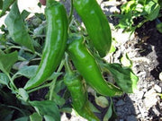 Anaheim, Hot Pepper - BoxGardenSeedsLLC - Peppers,Eggplants - Seeds - USA Seller, Thank you for shopping here today, Naturally Grown GMO Free Seeds, Heirloom Open Pollinated Seeds, Fresh Top Quality Premium Seeds