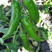 Anaheim, Hot Pepper, - BoxGardenSeedsLLC -Peppers,Eggplants - Seeds