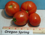 Oregon Spring, Tomato - BoxGardenSeedsLLC - Tomatoes,Tomatillos - Seeds - USA Seller, Thank you for shopping here today, Naturally Grown GMO Free Seeds, Heirloom Open Pollinated Seeds, Fresh Top Quality Premium Seeds
