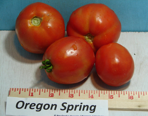 Oregon Spring, Tomato, - BoxGardenSeedsLLC -Tomatoes,Tomatillos - Seeds