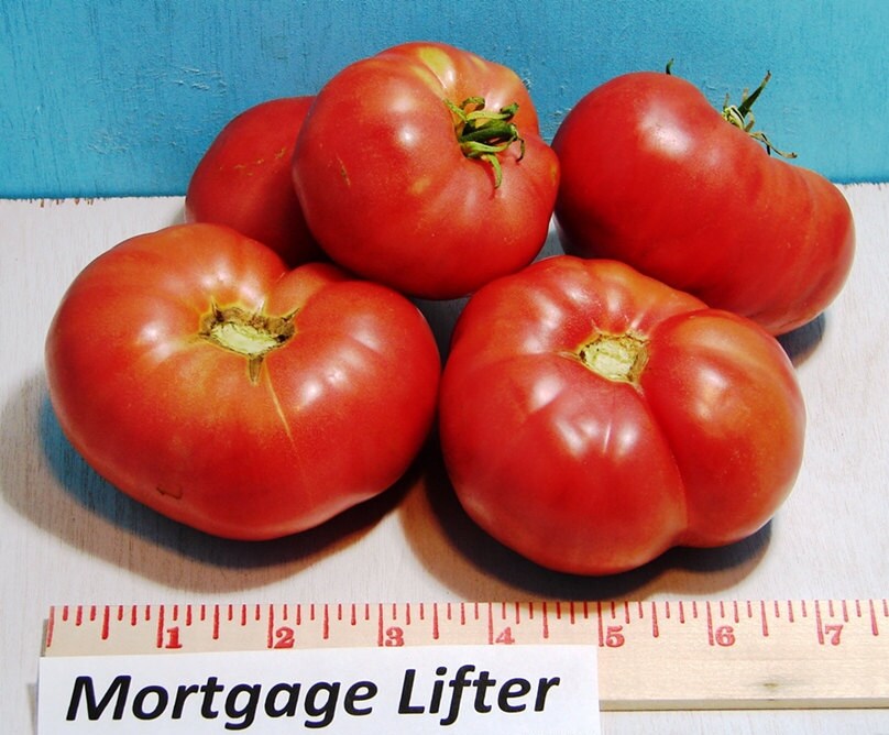 Mortgage Lifter, Tomato, -- BoxGardenSeedsLLC -Tomatoes,Tomatillos - Seeds