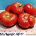 Mortgage Lifter, Tomato, - BoxGardenSeedsLLC -Tomatoes,Tomatillos - Seeds