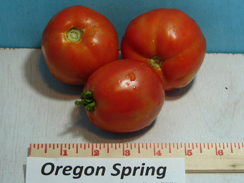 Oregon Spring, Tomato - BoxGardenSeedsLLC - Tomatoes,Tomatillos - Seeds - USA Seller, Thank you for shopping here today, Naturally Grown GMO Free Seeds, Heirloom Open Pollinated Seeds, Fresh Top Quality Premium Seeds