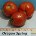 Oregon Spring, Tomato, - BoxGardenSeedsLLC -Tomatoes,Tomatillos - Seeds