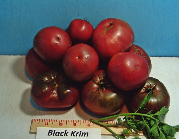 - BoxGardenSeedsLLC - Black Krim, Tomato, - Tomatoes,Tomatillos - Seeds
