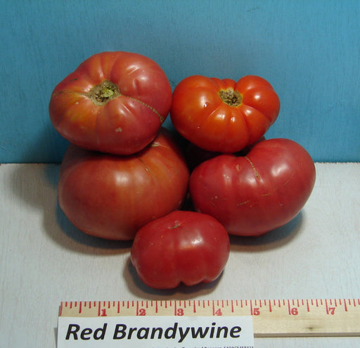 Red Brandywine, Tomato - BoxGardenSeedsLLC - Tomatoes,Tomatillos - Seeds - 