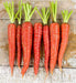 Colorful Carrot, Seed Kit, -- BoxGardenSeedsLLC -Seed Collections - Seeds