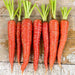 Colorful Carrot, Seed Kit, - BoxGardenSeedsLLC -Seed Collections - Seeds