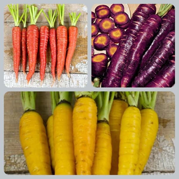 Colorful Carrot Collection, Seed Kit, -- BoxGardenSeedsLLC -Seed Collections - Seeds